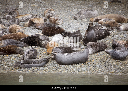 Atlantic le foche grigie crogiolarsi sulla spiaggia di bachelor,Ramsey Island, orizzontale Pembrokeshire national park costa. Il Galles, Regno Unito 83698 guarnizioni Foto Stock