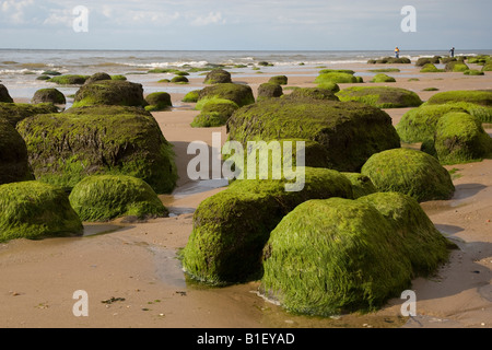 Le alghe rocce coperte di Hunstanton Beach, West Norfolk Foto Stock