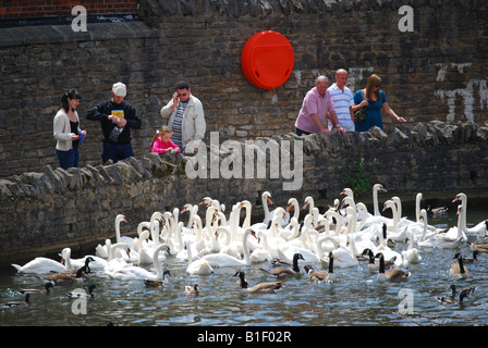 Alimentazione di cigni sul Fiume Tamigi, Windsor, Berkshire, Inghilterra, Regno Unito Foto Stock