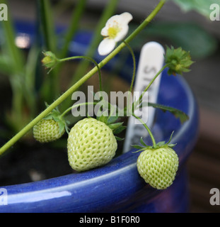 Coltivazione biologica di fragole a casa in una grande pentola di blu Foto Stock
