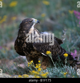 Hawk Swainson's hawk in erba Foto Stock