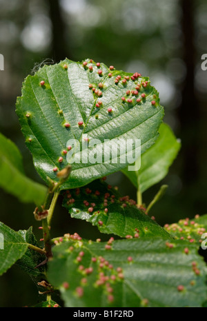 Ontano europeo (Alnus glutinosa) foglie deformazioni provocate dal fiele acari (Eriophyes laevis laevis) Foto Stock