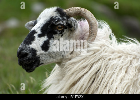 Cornuto ovini - Contea di Kerry, Irlanda. Foto Stock