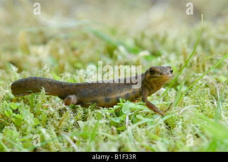 Newt liscia ,Triturus vulgaris, su moss a bordo del pondSussex, UK, Giugno Foto Stock