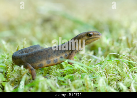 Triturus vulgaris, sul muschio ai bordi dello stagno, Sussex, Regno Unito, giugno Foto Stock