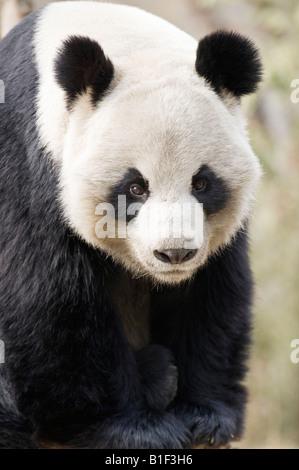 Ritratto di Panda Gigante Woolong Cina Foto Stock