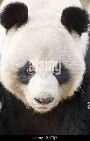 Ritratto di Panda Gigante Woolong Cina Foto Stock