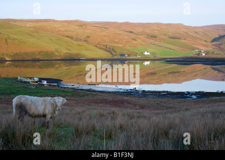 Mucca pascolando vicino al Loch Harport. Carbost. Isola di Skye. Highland. La Scozia. Regno Unito. Foto Stock