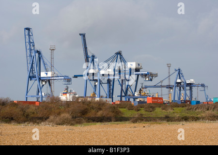 Gantry-gru. Felixstowe contenitore porta. Suffolk. Regno Unito. Foto Stock