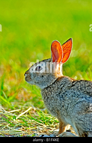 Silvilago orientale Rabbit-Sylvilagus floridanus, solo circa il 15% dei giovani di sopravvivere, hanno diverse cucciolate un anno. Foto Stock