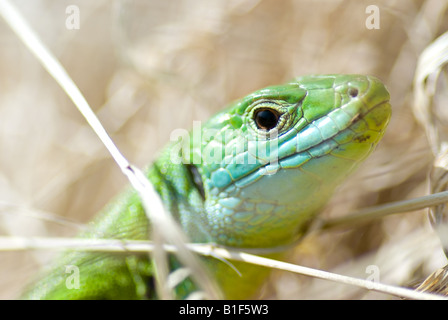 piccolo drago Foto Stock