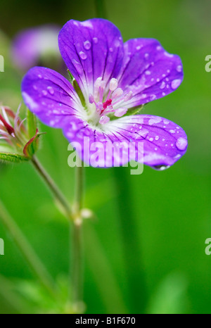 Legno (cranesbill Geranium sylvaticum) Foto Stock