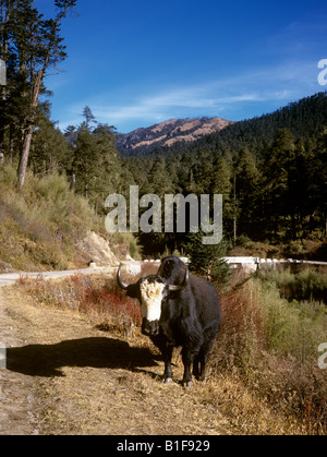 Il Bhutan Bumthang Valley yak a lato della strada Foto Stock