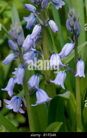 Coltivato Bluebells fiori blu fiore fioritura crescente in giardino in Primo piano di primavera Inghilterra Regno Unito GB Gran Bretagna Foto Stock