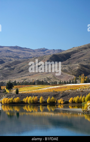 Carrick vigneti e del Lago Dunstan Bannockburn Central Otago Isola del Sud della Nuova Zelanda Foto Stock