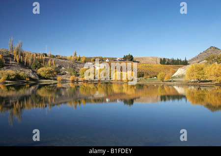 Colore di autunno e vigna ingresso Bannockburn Lake Dunstan Central Otago Isola del Sud della Nuova Zelanda Foto Stock