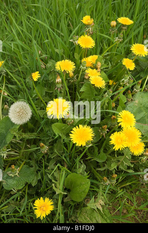 Comune dandelione giallo dandelioni fiori fiore fioritura in hedgerow taraxacum Officinale Inghilterra Regno Unito GB Gran Bretagna Foto Stock