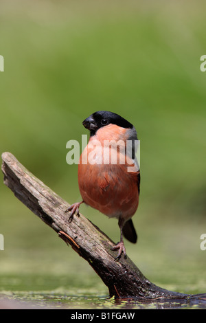 Bullfinch maschio Pyrrhula pyrrhula a stagno Potton Bedfordshire Foto Stock