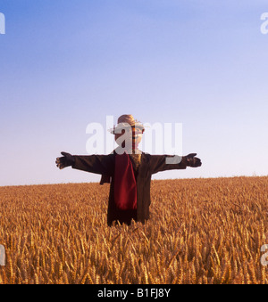 Lo Spaventapasseri in un campo di grano Foto Stock