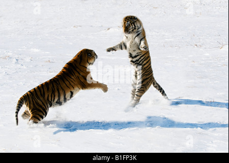 Le tigri siberiane combattimenti nella neve Cina Foto Stock