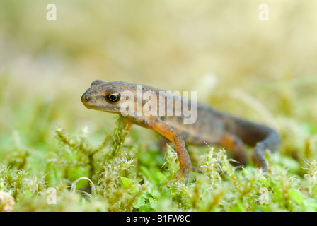 Triturus vulgaris, sul muschio ai bordi dello stagno, Sussex, Regno Unito, giugno Foto Stock