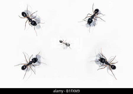 Quattro grandi formiche che circonda e affrontare una minore ant Foto Stock