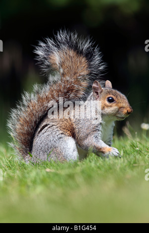 Scoiattolo grigio Sciurus carolinensis alla ricerca permanente di alert Potton Bedfordshire Foto Stock