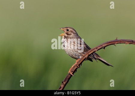 Corn Bunting Miliaria calandra arroccato su rovo cantando Potton Bedfordshire Foto Stock