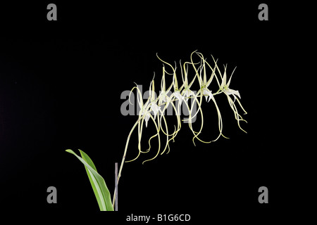 Brassia arcuigera spider orchid Foto Stock