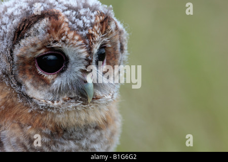 Allocco Strix aluco close up di testa del giovane uccello Bedfprdshire Potton Foto Stock