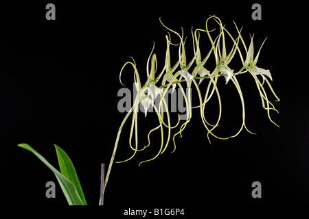 Brassia arcuigera spider orchid Foto Stock