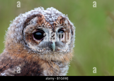 Allocco Strix aluco close up di testa del giovane uccello Bedfprdshire Potton Foto Stock