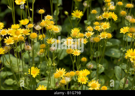 Grande Leopard's Bane (Doronicum pardalianches) Foto Stock
