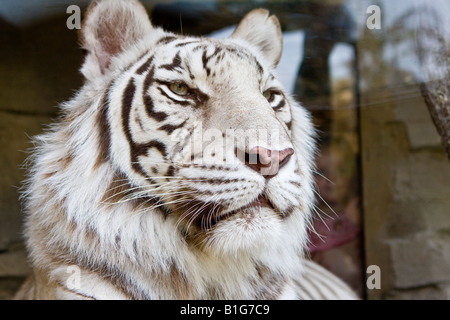 Close up colpo alla testa di un grande bianco tigre del Bengala al Busch Gardens Tampa Florida USA Foto Stock