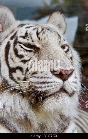 Close up colpo alla testa di un grande bianco tigre del Bengala al Busch Gardens Tampa Florida USA Foto Stock