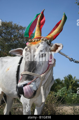 Mucca leccare il suo naso con tradizionali decorazioni avvisatore acustico per il hindu harvest festival , Pongal celebrazioni , Tamil Nadu , India Foto Stock