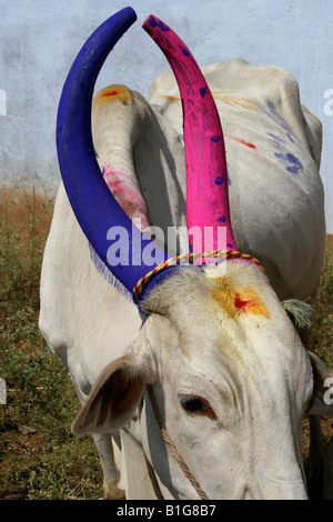 Mucca con tradizionali decorazioni avvisatore acustico per il hindu harvest festival , Pongal celebrazioni , Tamil Nadu , India Foto Stock