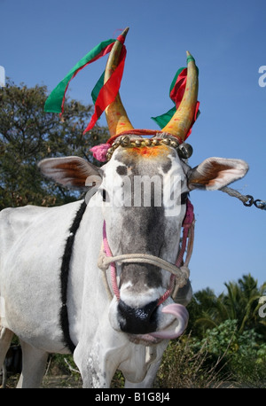 Mucca con tradizionali decorazioni avvisatore acustico per il hindu harvest festival , Pongal celebrazioni , Tamil Nadu , India Foto Stock
