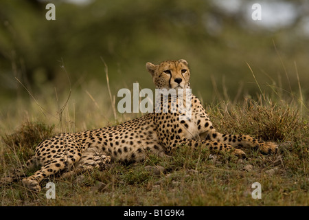 Ghepardo sdraiato in Ndutu, nel Ngorongoro Conservation Area della Tanzania Foto Stock