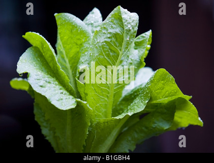 Una testa di lattuga con gocce d'acqua fotografato in un giardino con sfondo scuro Foto Stock