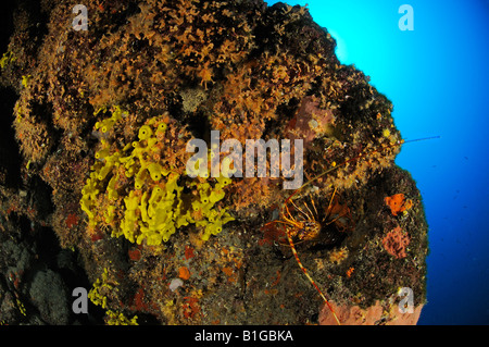 Aragosta sulla colorata rocky reef Palinurus elephas Foto Stock