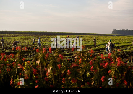 Sao Francisco etanolo e zucchero lavoratori pianta infestante nuova piantagione di canna da zucchero Sertaozinho città stato di San Paolo del Brasile Maggio 2008 Foto Stock