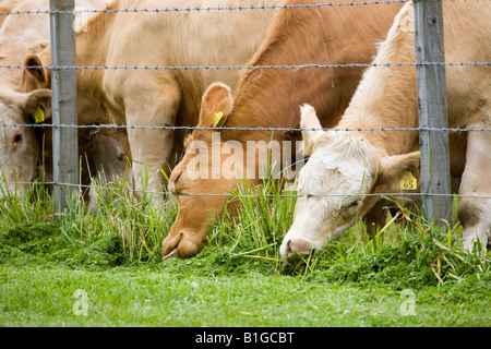 'L'erba è più verde sull'altro lato' RoadsideCows mangiare erba al di fuori del recinto di filo  inserimenti della testa attraverso il filo spinato barriera. Foto Stock