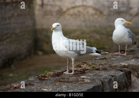 Gabbiani reali, Tenby Harbour, Galles Foto Stock