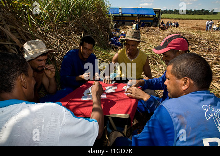 Tagliatori di canna da zucchero di giocare a carte durante la pausa pranzo nel campo Guariba Sao Paulo membro Brasile Maggio 2008 Foto Stock