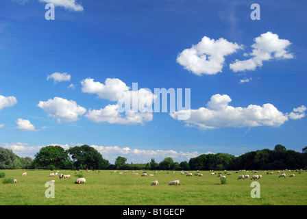 Pecore in campo, Dorney, Buckinghamshire, Inghilterra, Regno Unito Foto Stock