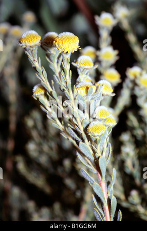 Capo maschio Appartamenti Conebush-Leucadendron levisanus-famiglia Proteaceae Foto Stock