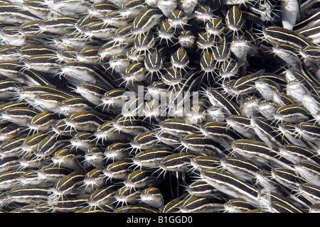 Pesce gatto striato, Plotosus lineatus, scuola di novellame nuoto insieme in una massa di tenuta Foto Stock