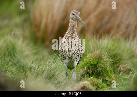 Eurasian Curlew ( Numenius arquata ) Foto Stock