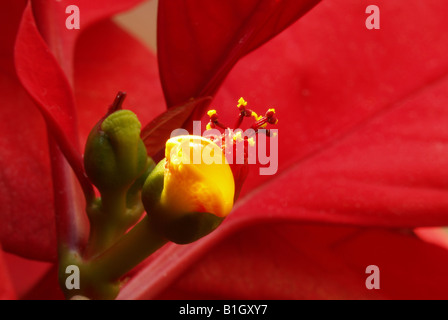 Fiore Poinsettia Foto Stock